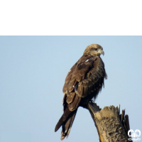 گونه کورکور سیاه Black Kite